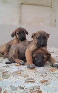 توله پژدر سراب