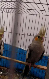 عروس هلندی