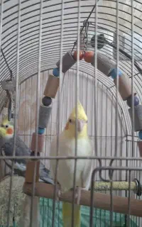 عروس هلندی نر وماده
