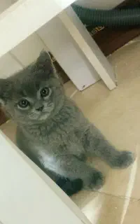 گربه اسکاتیش اصیل