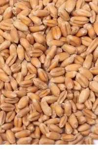 گندم بذری هشترود