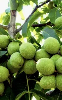 فروش نهال در نهالستان پالیز نهال مهندس سعید قاسمی