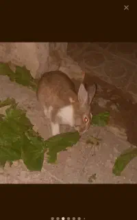 خرگوش به فروش میرسد