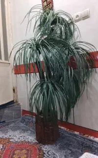 درختچه نخل