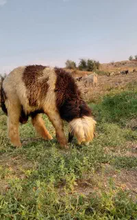 بره قوچی بختیاری