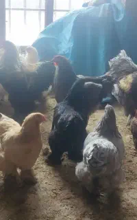مرغ و خروس برهما