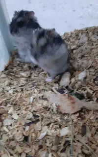 همستر کمپل کوچیک و باهوش ترین نژاد همستر