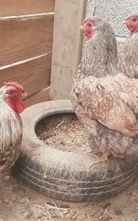 مرغ و خروس ویاندوت