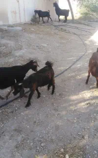 فروش کهره نروماده