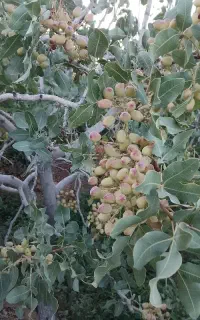 باسلام.خریدار پسته کال و رسیده
