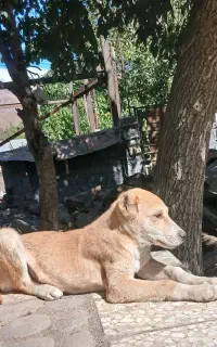 توله سگ افغان