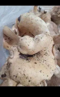 میش بسته ای ۵۰