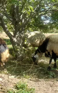 گمشده