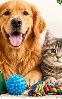 غذا و ملزومات پت خانگی ( سگ ، گربه ) قیمت مناسب