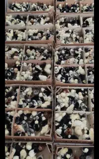 نمایندگی جوج رسمی