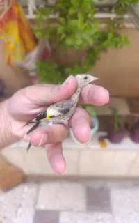 قناری جوجه سهره چهارگل