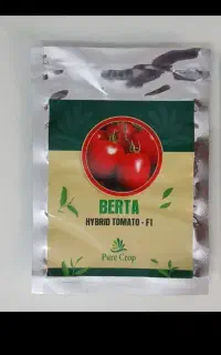 بذر گوجه هیربد مبدا بذر ایتالیا