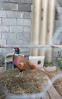 پرنده نر معاوضه با لوازم ماهیگیری یا شکار