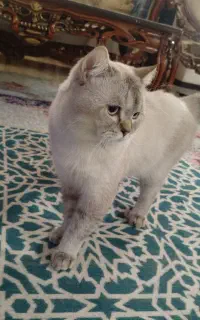 گربه بریتیش نر