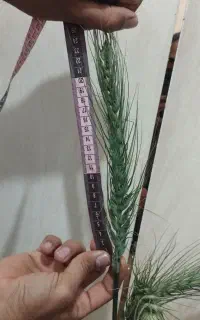 گندم هیبرید اروپایی