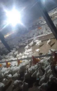 یه کارگر واسه مرغداری میخوام افغانی باشه بهتره