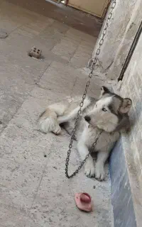 سگ هاسکی