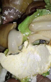 حلزون درمانی کلاژن طبیعی