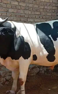 گاوه نر