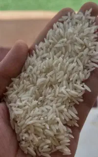 برنج هاشمی درجه ۱ مازندران