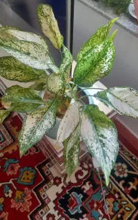 گل ها جاندارم میفروشم