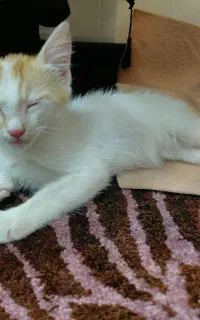 واگذاری رایگان گربه ی نر