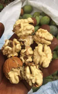 نهال گردوی آلتای ترکیه