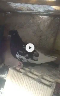چهارتا کبوتر سینه ای