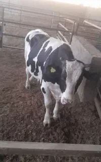 گوساله نر