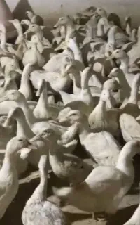 اردک تخم گذار مادر