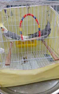 پرنده