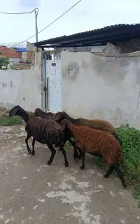 فروش 4تا گوسفند قرمز کردستانی جوان جنس