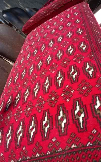دوعدد‌پشتی‌سالم‌ترکمنی‌قرچینی