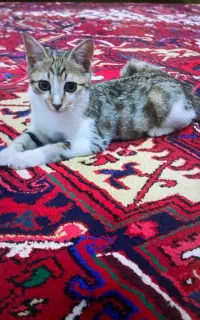 واگذاری رایگان گربه