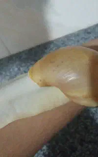حلزون بزرگ و قشنگ