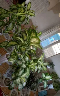 گل های دیفن