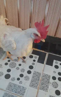 فوری معامله میشود