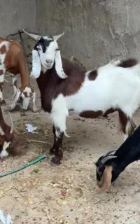 کهره نر