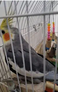 عروس هلندی نر