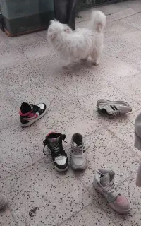 سگ پا کوتاه