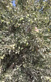 کارگر