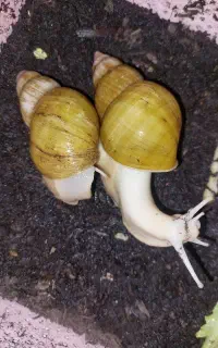 حلزون