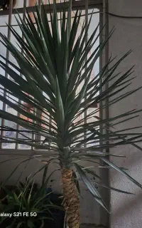 گل نخل