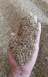 خریدار گشنیز