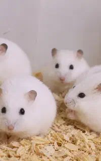 همستر کمپل زیبا و با هوش